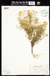 Conyza canadensis image