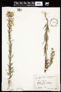 thumbnail image of current specimen