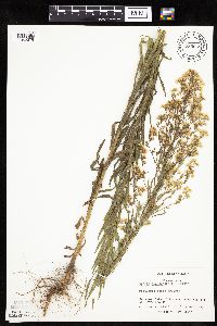 Conyza canadensis image