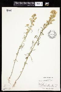 Conyza canadensis image