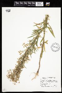Conyza canadensis image