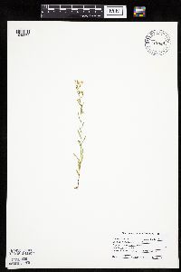 Thumbnail image of current specimen