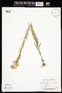 Conyza canadensis image