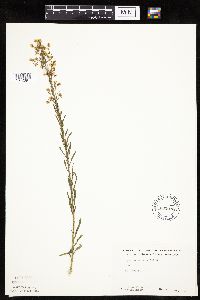 Conyza canadensis image