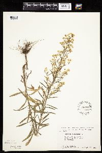 Conyza canadensis image