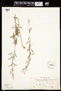 Conyza canadensis image