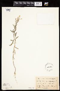 Conyza canadensis image