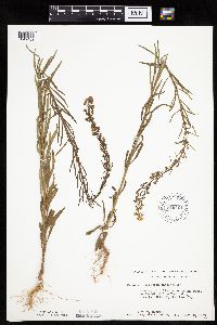 Conyza canadensis image