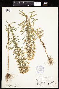 thumbnail image of current specimen