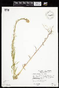 thumbnail image of current specimen