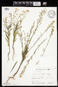 thumbnail image of current specimen
