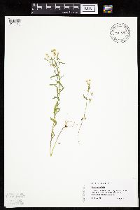 thumbnail image of current specimen