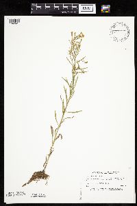 Conyza canadensis image