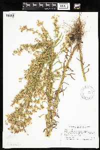 Conyza canadensis image