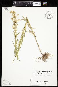 Conyza canadensis image