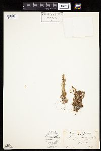 Conyza canadensis image