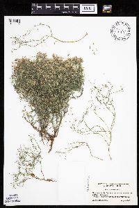 Conyza ramosissima image