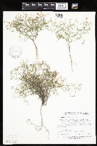 Conyza ramosissima image