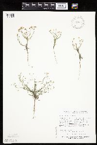 Conyza ramosissima image