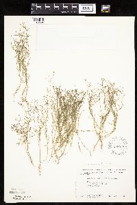 Conyza ramosissima image