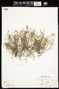 Conyza ramosissima image