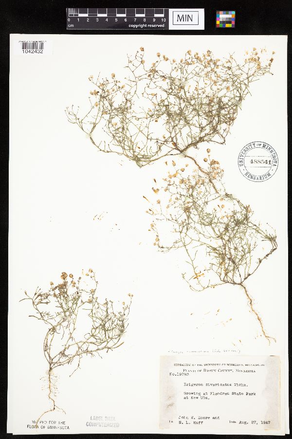 Conyza ramosissima image