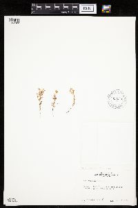 Conyza ramosissima image