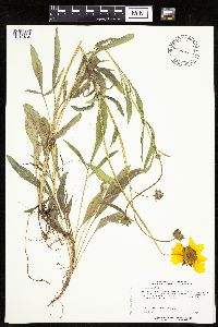 Coreopsis lanceolata image