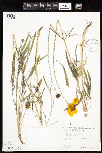 Image of Coreopsis lanceolata