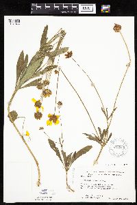 Coreopsis lanceolata image