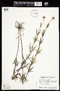 Coreopsis palmata image