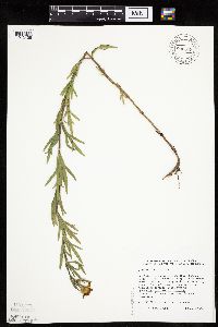 Coreopsis palmata image