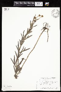 Coreopsis palmata image