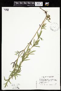 Coreopsis palmata image