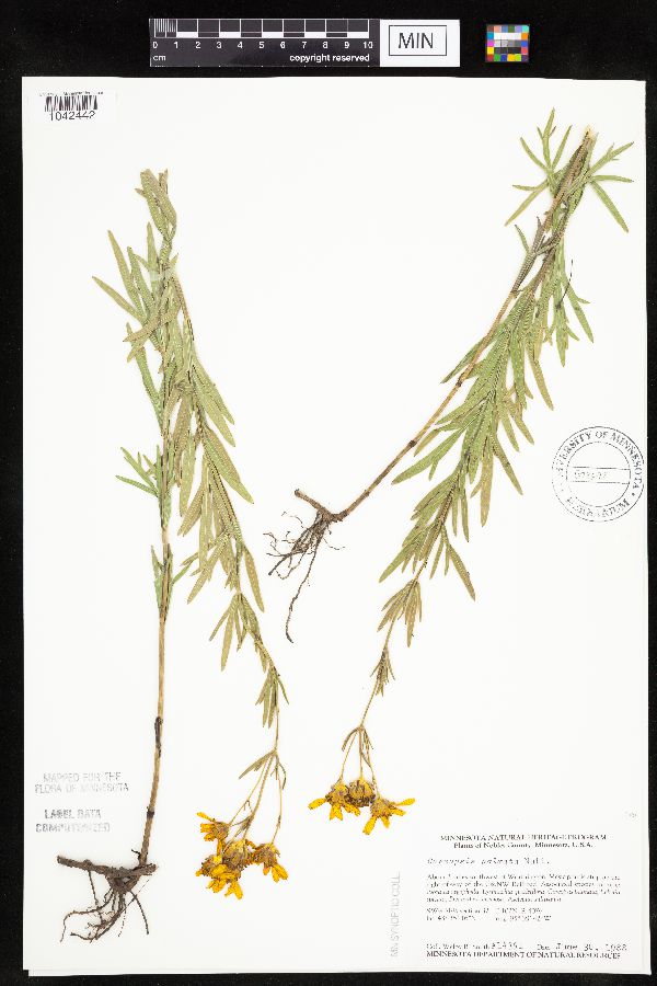 Coreopsis palmata image