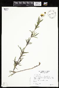 Coreopsis palmata image