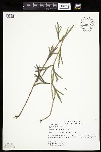 Coreopsis palmata image