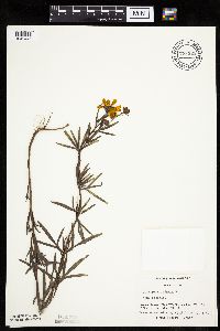 Coreopsis palmata image