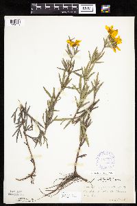Coreopsis palmata image