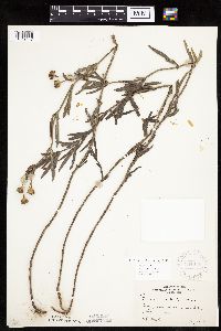 Coreopsis palmata image