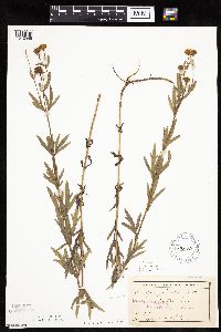 Coreopsis palmata image