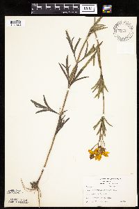Coreopsis palmata image