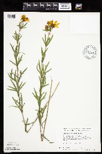 Coreopsis palmata image