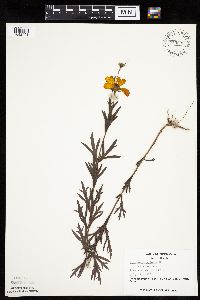 Coreopsis palmata image