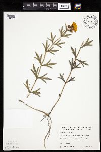 Coreopsis palmata image