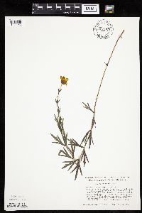 Image of Coreopsis palmata