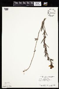 Coreopsis palmata image