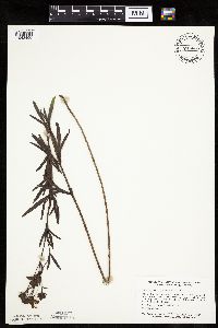 Coreopsis palmata image