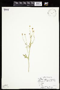 Coreopsis palmata image