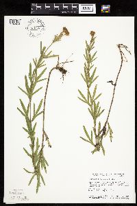 Coreopsis palmata image